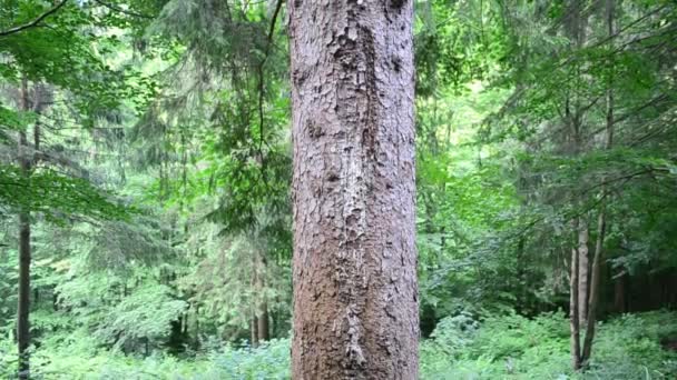 Le bois dans les montagnes. Tournage en juillet 