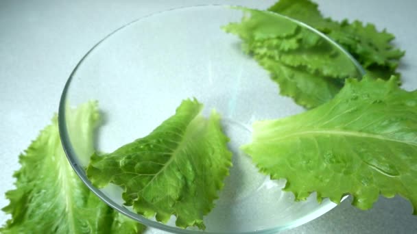 Falling Lettuce Leaves Bowl Slow Motion — Stock Video