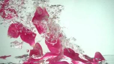 Gül yaprakları suya düşer. Geçmişi. Yavaş çekim.