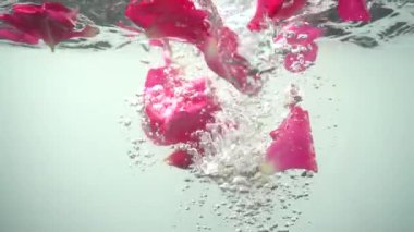 Gül yaprakları suya düşer. Geçmişi. Yavaş çekim.