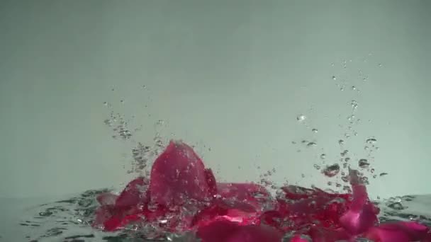 Petals Roses Fall Water Background Slow Motion — Stock Video