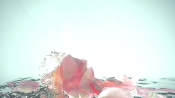 Petali Rose Cadono Acqua Contesto Rallentatore — Video Stock