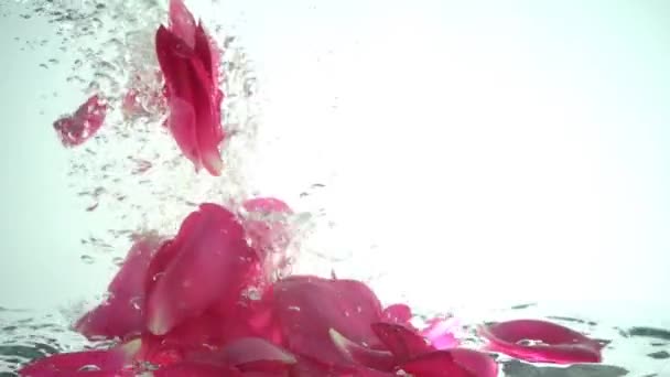 Les Pétales Roses Tombent Dans Eau Contexte Mouvement Lent — Video