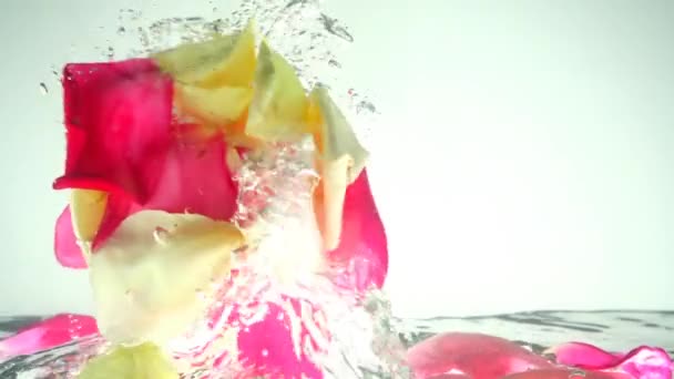 Petali Rose Cadono Acqua Contesto Rallentatore — Video Stock