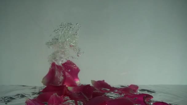 Płatki Róż Wpadają Wody Kontekst Zwolniony Ruch — Wideo stockowe