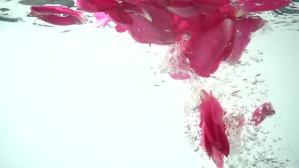 Pétalas Rosas Caem Água Contexto Movimento Lento — Vídeo de Stock