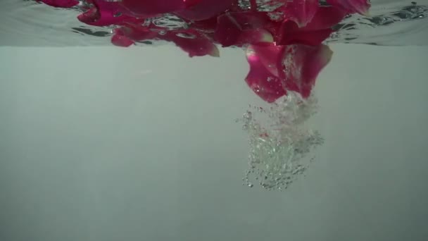 Rózsaszirmok Hullanak Vízbe Háttér Lassú Mozgás — Stock videók