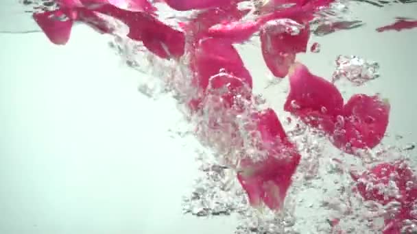 Pétalas Rosas Caem Água Contexto Movimento Lento — Vídeo de Stock
