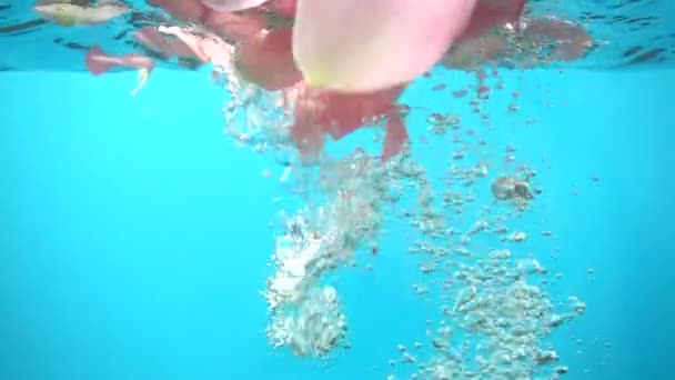 バラの花びらは水に落ちる スローモーション — ストック動画