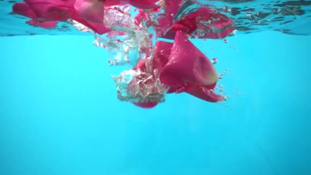 Лепестки Роз Падают Воду Фон Медленное Движение — стоковое видео