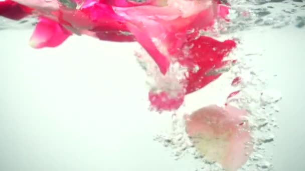 Les Pétales Roses Tombent Dans Eau Contexte Mouvement Lent — Video