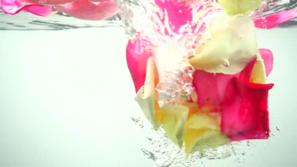 バラの花びらは水に落ちる スローモーション — ストック動画