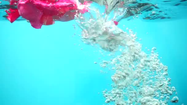 Лепестки Роз Падают Воду Фон Медленное Движение — стоковое видео