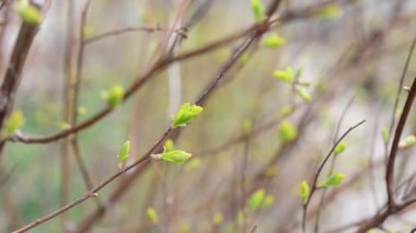Arka plan ve bahar. Yeşil arkaplan
