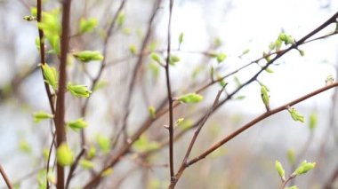 Dalların üzerinde yapraklar. Bahar doğası