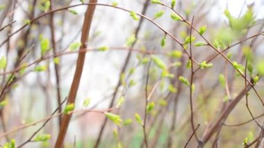 Bahar doğası. Dallarda yapraklar