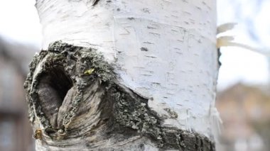 Huş ağacı ve gövdesi. Ağaç dalları ve ağaç kabukları.