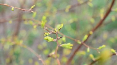 Parkta güneş ışığı. Ağaçta bahar yaprakları