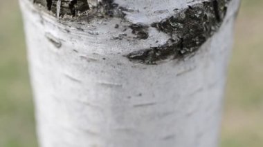 Ağaç gövdesi. Orkestra şefliği ile çekim