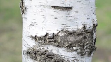 Ağaç gövdesi. Orkestra şefliği ile çekim