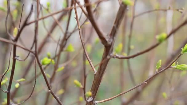 Grüner Hintergrund Hintergrund Und Frühling — Stockvideo