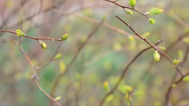 Laub Gegen Licht Frühlingsblätter Auf Einem Baum — Stockvideo