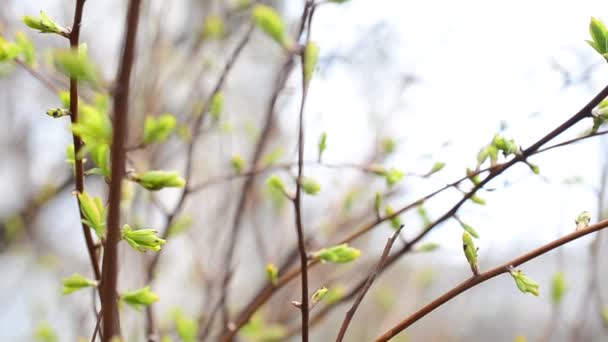 Folhas Primavera Uma Árvore Folhagem Contra Luz — Vídeo de Stock