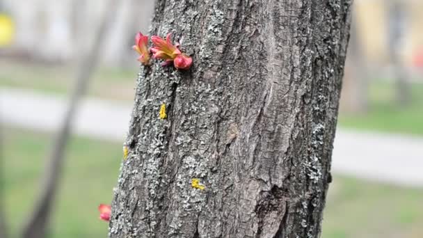 Blumen Auf Einem Baumstamm Dreharbeiten Frühjahr — Stockvideo