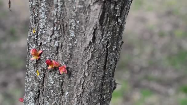 Schießen Park Frühlingsbäume — Stockvideo