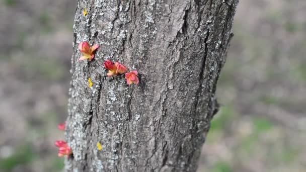 Frühlingsbäume Schießerei Park — Stockvideo