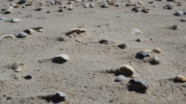 Bir sürü midye kabuğu ve deniz dalgası var. Kumda midye kabukları
