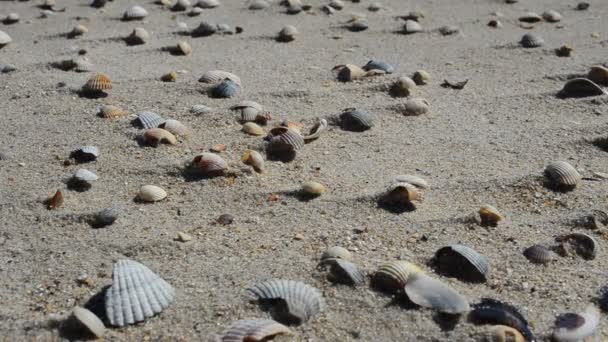 Close Beach Cockleshells Sand — Stock Video