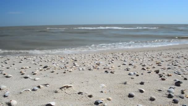 Cockleshells Arena Montón Conchas Una Ola Mar — Vídeos de Stock