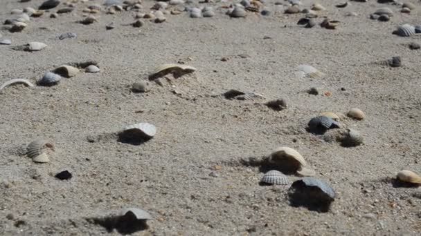 Είναι Πολλά Κοχύλια Και Ένα Κύμα Θάλασσας Κοχύλια Στην Άμμο — Αρχείο Βίντεο