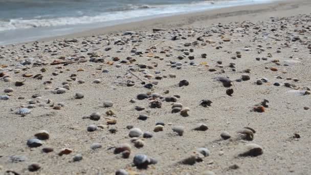 Strandgrundstück. Muscheln am Strand