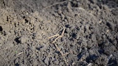 Topraktan gelen bir arka plan. Toprak ve ot