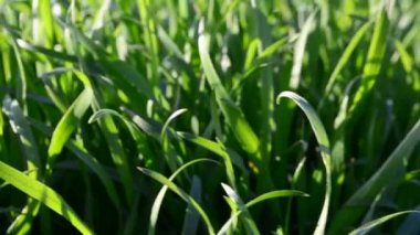 Baharda çim. Akşamları çekim.