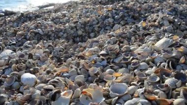 Deniz kabukları kıyıya vuruyor. Midye kabukları ve deniz