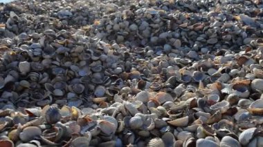 Midye kabukları ve deniz. Midye kabukları kıyıya vuruyor