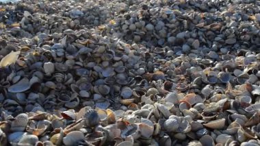 Deniz kabukları kıyıya vuruyor. Midye kabukları ve deniz