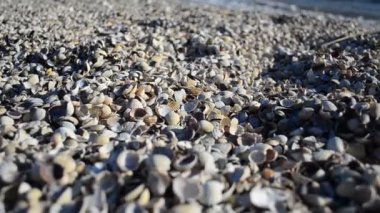 Midye kabukları ve deniz. Deniz kıyısı ve midye kabukları