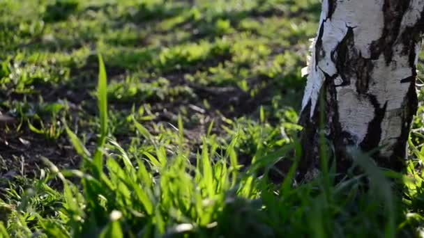 Herbe et bouleaux. Tournage dans le parc 