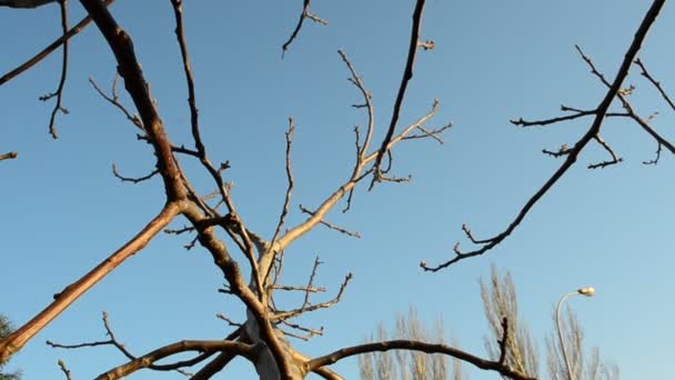Ветви Деревьев Съемки Весной — стоковое видео