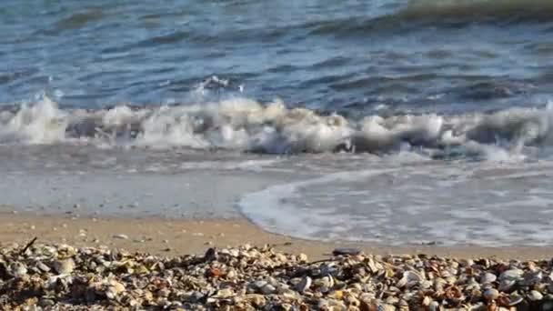 Wave Cockleshells Sandy Beach — Stock Video