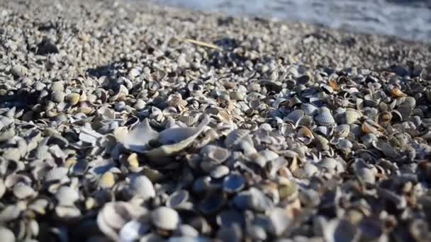 Zeestrand Lulschelpen Kippenschelpen Zee — Stockvideo