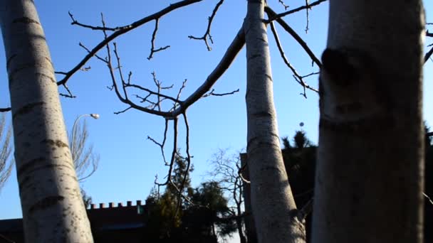 Tronc Arbre Tournage Avec Arrivée — Video