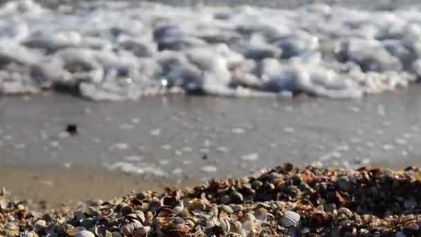 Mořské Pobřeží Cockleshells Pláži — Stock video