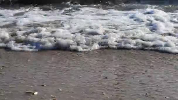 Cockleshells Sur Une Plage Côte Mer — Video