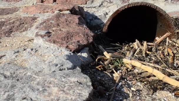 Cañería Cerca Piedra Tubo Alcantarillado — Vídeo de stock