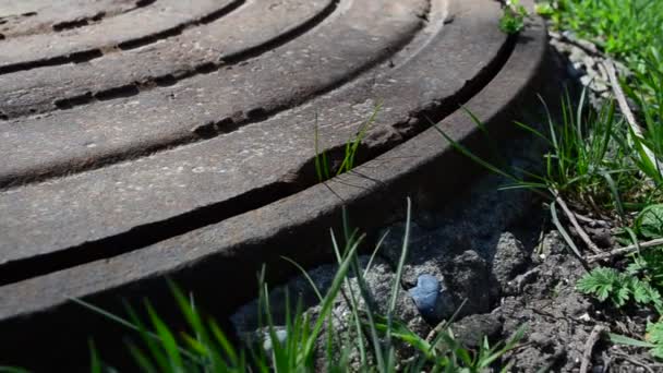 Kijkwater Schieten Tussen Een Gras — Stockvideo